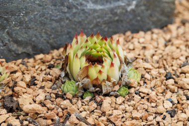 Houseleek plant in front of a dark stone in a gravel bed clipart