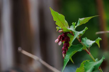 Flower panicle of Beautiful Lycesteria with flowers and caramel berries clipart