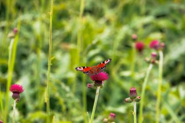 Mor bir devedikeni çiçeğinin üzerinde açık kanatları olan bir tavus kuşu kelebeği.