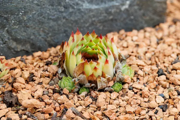 stock image Houseleek plant in front of a dark stone in a gravel bed