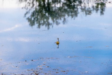 Boş bir şişe, mavi gökyüzünün ve bulutların yansımasıyla suda yüzüyor.