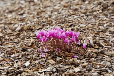 Magenta-colored autumn cyclamen in a bed of bark mulch clipart