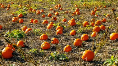 A field full of orange-yellow ripe Halloween lantern pumpkins on