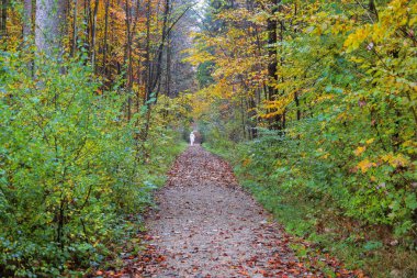 Bir sonbahar ormanında düz bir orman yolunda tasmalı beyaz önlüklü bir köpek.