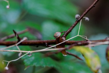 A small snail sits on a wet branch in the forest clipart