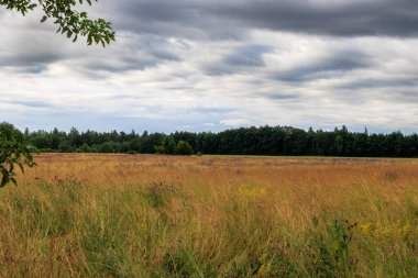 Bulutlu bir günde Augsburg yakınlarındaki Siebenbrunn 'daki ormanın kenarındaki meyve bahçesine bakın.