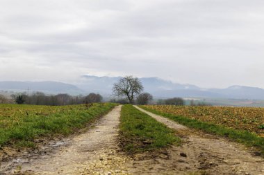 Ren Vadisi 'ndeki Marktgrflerland' dan Kara Orman 'ın bulut kaplı dağlarına 