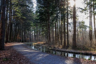 Kışın, Augsburg yakınlarındaki Siebenbrunn ormanında Brunnenbach nehri boyunca orman yolu.