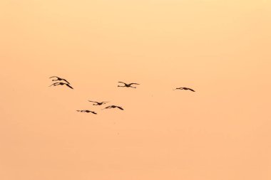 Gün batımında bir flamingo sürüsü Montpellier yakınlarındaki Etang de Perols sularında altın ışıkta.