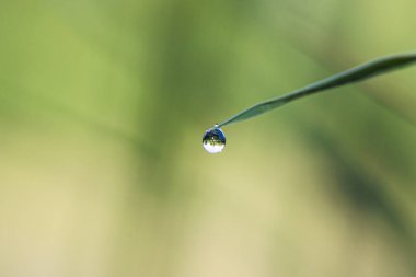Nehrin kıyısındaki bir sazın sivri yapraklarında küçük su damlaları.