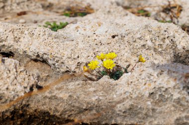 Küçük bir şahin bitkisinin sarı çiçekleri bir kayanın boşluğunda