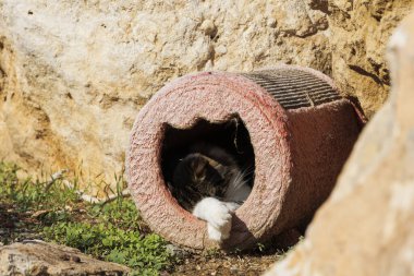 A street cat sleeps in a cat house on a wall on the island of Cyprus in Greece, Paphos, 17.11.2024 clipart