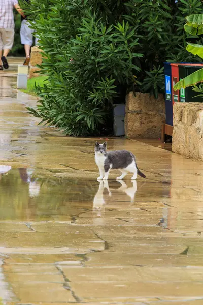 Yunanistan 'ın Paphos kentindeki Kıbrıs adasında gri beyaz sokak kedisi