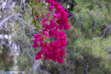 bright pink flowers of a Bouganville plant in front of a blue sky in the mountain village of Lefkara on the island of Cyprus in Greece clipart