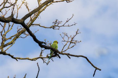 Hollanda 'nın Delft kentindeki bir ağacın çıplak dallarında bir neozoon olarak bant kuyruklu bir muhabbet kuşu.