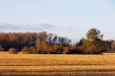 Augsburg yakınlarındaki Siebenbrunn 'da sabah vakti çayırlar ve ağaçlar.