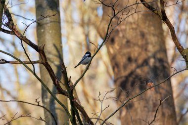 A great tit sits in the morning sun on a branch in the forest