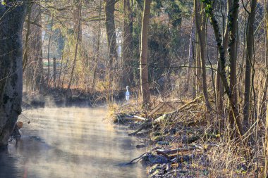 Büyük bir balıkçıl Siebenbrunn 'daki bir derenin kenarında sabah güneşinin ısınan ışınlarında duruyor.