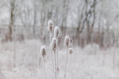 Çaydanlığın çiçek sümbülleri kışın beyaz buzullarla kaplıdır.