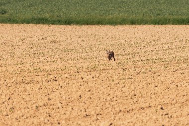 Arka planda taze filizlenen tahıl sapları, çayırları ve ormanı olan bir tarlada bir tavşan.