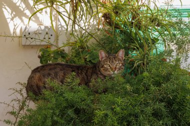 Kıbrıs adasındaki sayısız kediden biri, Kıbrıs Rum Kesimi, Yunanistan, Lefkara, 19.11.2024 dağlarındaki Lefkara zanaat köyünde rahat bir noktada bulunuyor.