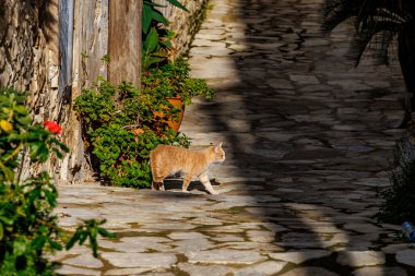 Kıbrıs adasındaki sayısız kediden biri, Kıbrıs Rum Kesimi, Yunanistan, Lefkara, 19.11.2024 dağlarındaki Lefkara zanaat köyünde rahat bir noktada bulunuyor.