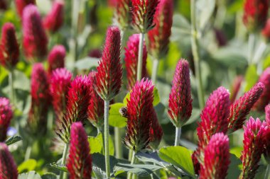 Red flowering incarnate clover in a field near Prittriching in Bavaria as bee pasture clipart