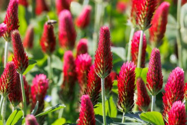 Bavyera 'da Prittrich yakınlarındaki bir tarlada kırmızı çiçek açan yonca, arı otlağı gibi.