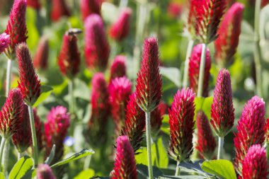 Red flowering incarnate clover in a field near Prittriching in Bavaria as bee pasture clipart