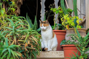 Kıbrıs adasındaki sayısız kediden biri, Kıbrıs Rum Kesimi, Yunanistan, Lefkara, 19.11.2024 dağlarındaki Lefkara zanaat köyünde rahat bir noktada bulunuyor.