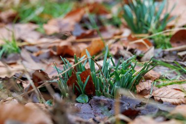 Yaprak Döken Doğa Uyanışı 'ndan erken bahar kar damlaları yükseliyor..