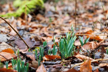 Early Spring Snowdrops Emerging from Leaf Litter  Nature Awakening. clipart