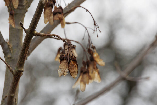 Dried Maple Seeds on a Bare Branch  Close-up of Nature in Winter.