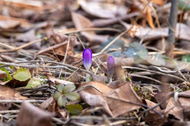 İlk Mor Crocus İlkbaharda Düşen Yapraklar Arasında Ortaya Çıktı