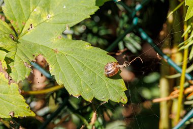 Yeşil yapraklı küçük salyangoz, Ammersee, Almanya, Riederau, 01.2024