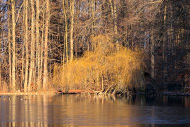 Altın söğüt Stempflesee, Augsburg, Almanya 'ya yansıyor 19 Şubat 2025.