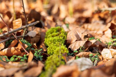 Siebenbrunn, Augsburg, Almanya 'da 21 Şubat 2025' te düşen yapraklar arasında yosun.