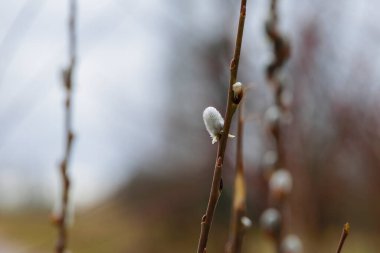 Pussy willow bud in early spring under cloudy sky, Germany, Augsburg, Haunstetten, 26.02.2025
