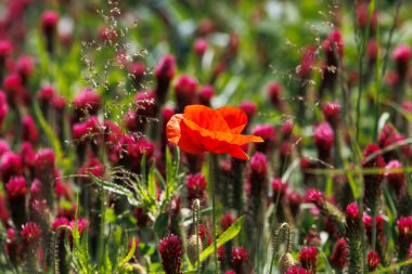 Red flowering incarnate clover in a field near Prittriching in Bavaria as bee pasture clipart