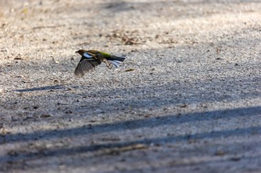 Siebenbrunn, Almanya 'da yaygın uçuşlar