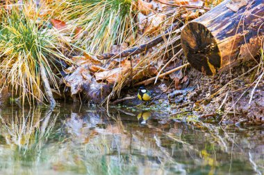 Great tit at waterside, Siebenbrunn, Augsburg, Germany, March 2025