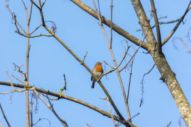 Avrupa bülbülü Siebenbrunn, Almanya 'da şube