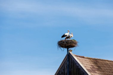 Diesen am Ammersee, Almanya 'da Çıplak Ağaçlar ve Mavi Gökyüzü ile Bavyera Kırsal Arazisi, 9 Mart 2025