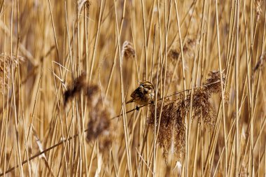 Diesen am Ammersee, Almanya 'da Çıplak Ağaçlar ve Mavi Gökyüzü ile Bavyera Kırsal Arazisi, 9 Mart 2025