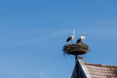 Diesen am Ammersee, Almanya 'da Çıplak Ağaçlar ve Mavi Gökyüzü ile Bavyera Kırsal Arazisi, 9 Mart 2025