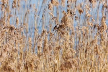 Diesen am Ammersee, Almanya 'da Çıplak Ağaçlar ve Mavi Gökyüzü ile Bavyera Kırsal Arazisi, 9 Mart 2025
