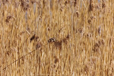 Diesen am Ammersee, Almanya 'da Çıplak Ağaçlar ve Mavi Gökyüzü ile Bavyera Kırsal Arazisi, 9 Mart 2025