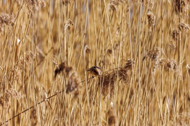Diesen am Ammersee, Almanya 'da Çıplak Ağaçlar ve Mavi Gökyüzü ile Bavyera Kırsal Arazisi, 9 Mart 2025