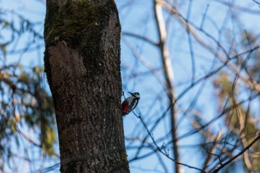 Ağaç gövdesinde büyük benekli ağaçkakan, Augsburg, Siebenbrunn, Almanya, 17 Mart 2025