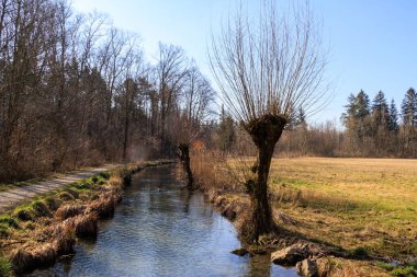 Bir dere boyunca söğüt ağaçları, Augsburg, Siebenbrunn, Almanya, 17 Mart 2025